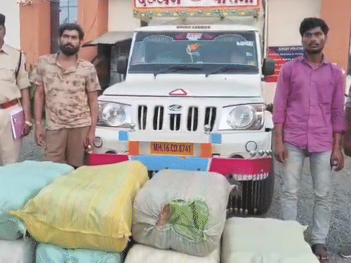 महासमुंद पुलिस ने 2 दिनों में डेढ़ करोड़ का गांजा जब्त किया है।