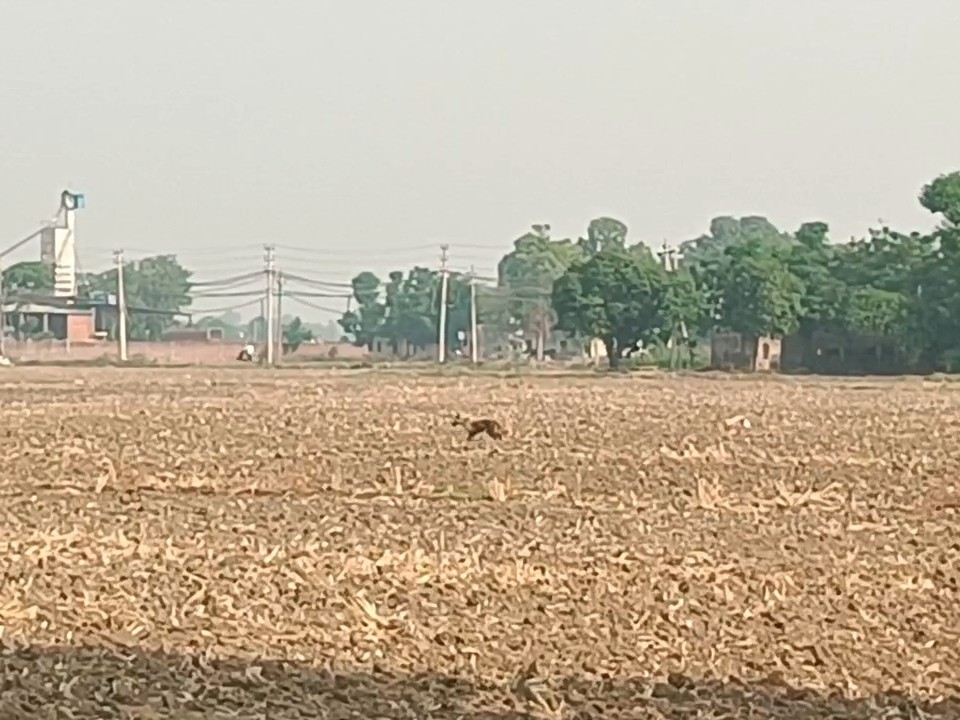खेत में शव को नोचते कुत्ते।