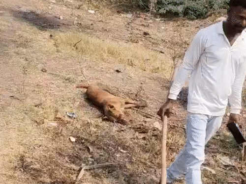 कुत्ते को गांववालों ने घेरकर मार डाला।
