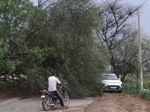 श्रीमाधोपुर से ढाल्यावास रोड पर बीच सड़क पर टूटकर गिरा पेड़।