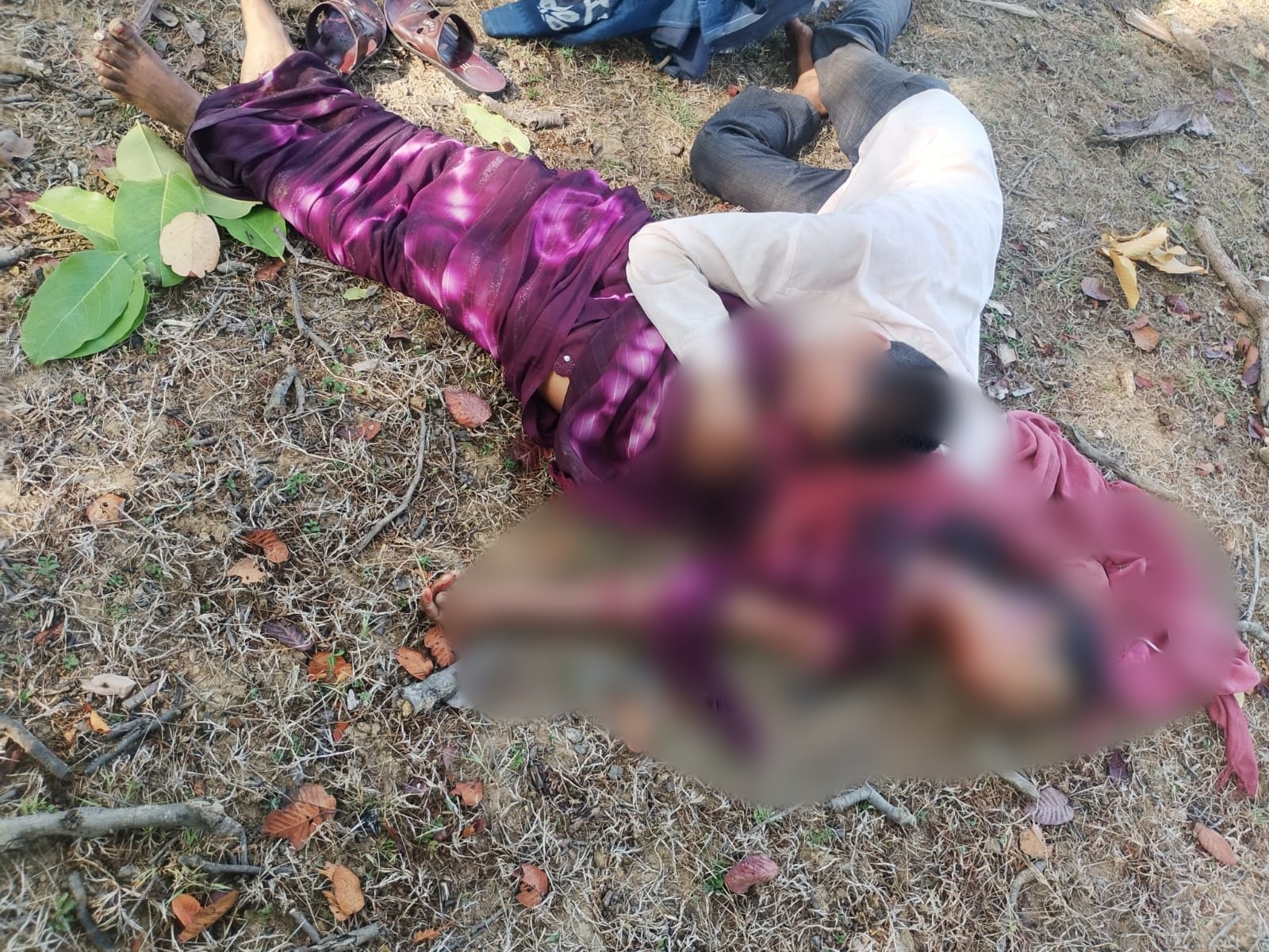 तेंदूपत्ता तोड़ने गई महिला पर टाइगर का हमला, मौत:  15 दिनों में ग्रामीणों पर पांच हमले; दो मौतें और तीन घायल – Umaria News