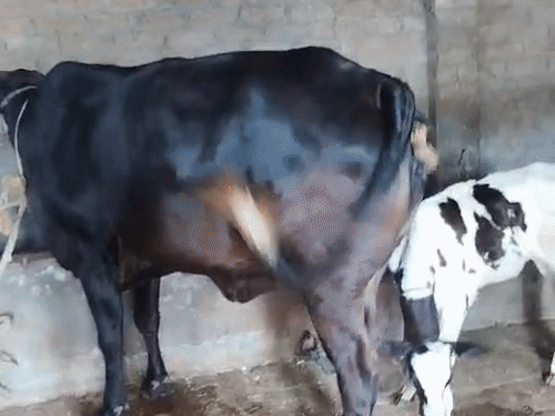 सरकारी योजनाओं की वजह से लोग कम कीमत पर गाय खरीद पा रहे हैं.