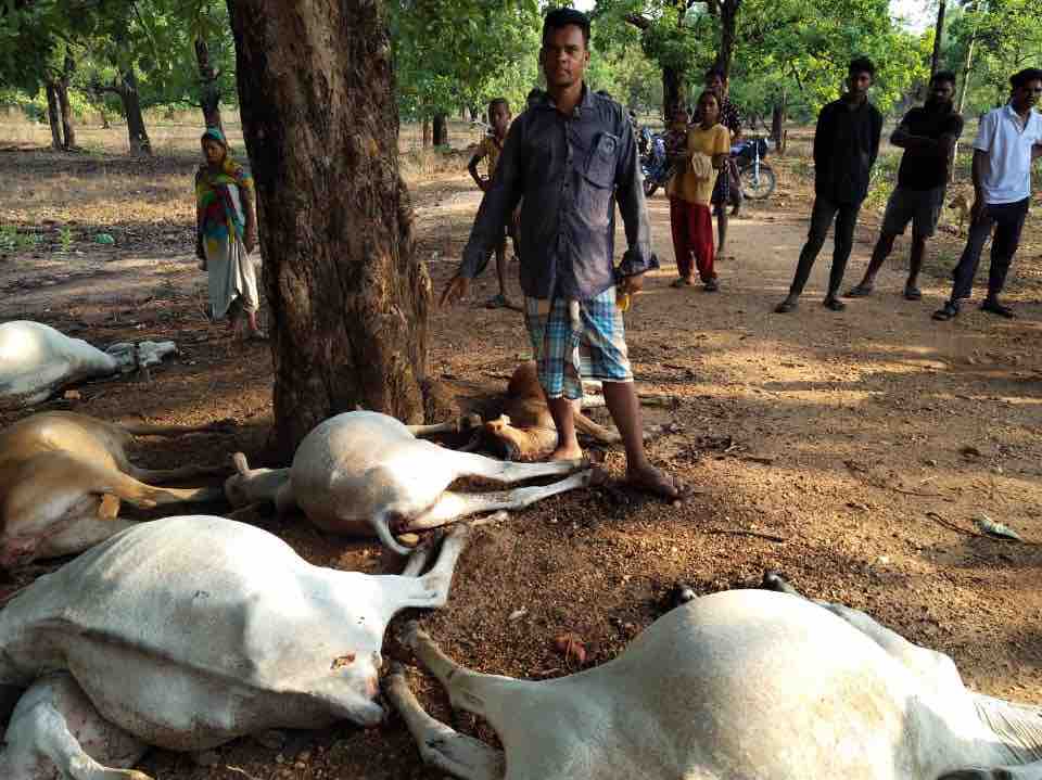 Bijapur Cattle Deaths | Lightning Strike Kills 10 Maveshi, Compensation ...