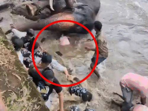 कंजन ने मार्तंडा पर हमला कर दिया। इससे मार्तंडा गिर पड़ा। इसी दौरान महिला उसके नीचे दब गई।
