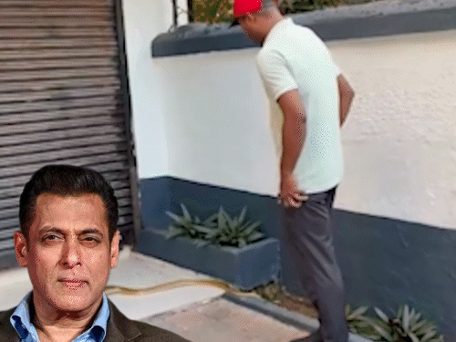 सलमान के गैलेक्सी अपार्टमेंट में मिला 5 फुट लंबा सांप:  मौके पर पहुंची रेस्क्यू टीम, बिना सुरक्षा उपकरण के हाथों से पकड़ा