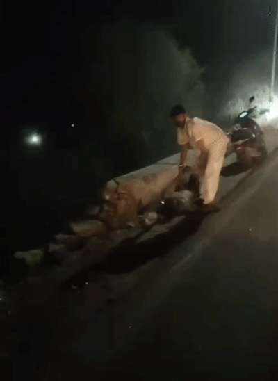 टक्कर मारने के बाद घायल के पास खाटू श्याम मंदिर सेवा समिति के सदस्य दिग्विजय सिंह।