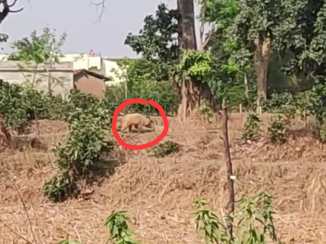 दुर्लभ भालू को देखने के लिए लोग उमड़े
