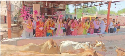 The grand cow-bread offering of lapsi and sherbet continues at the ...