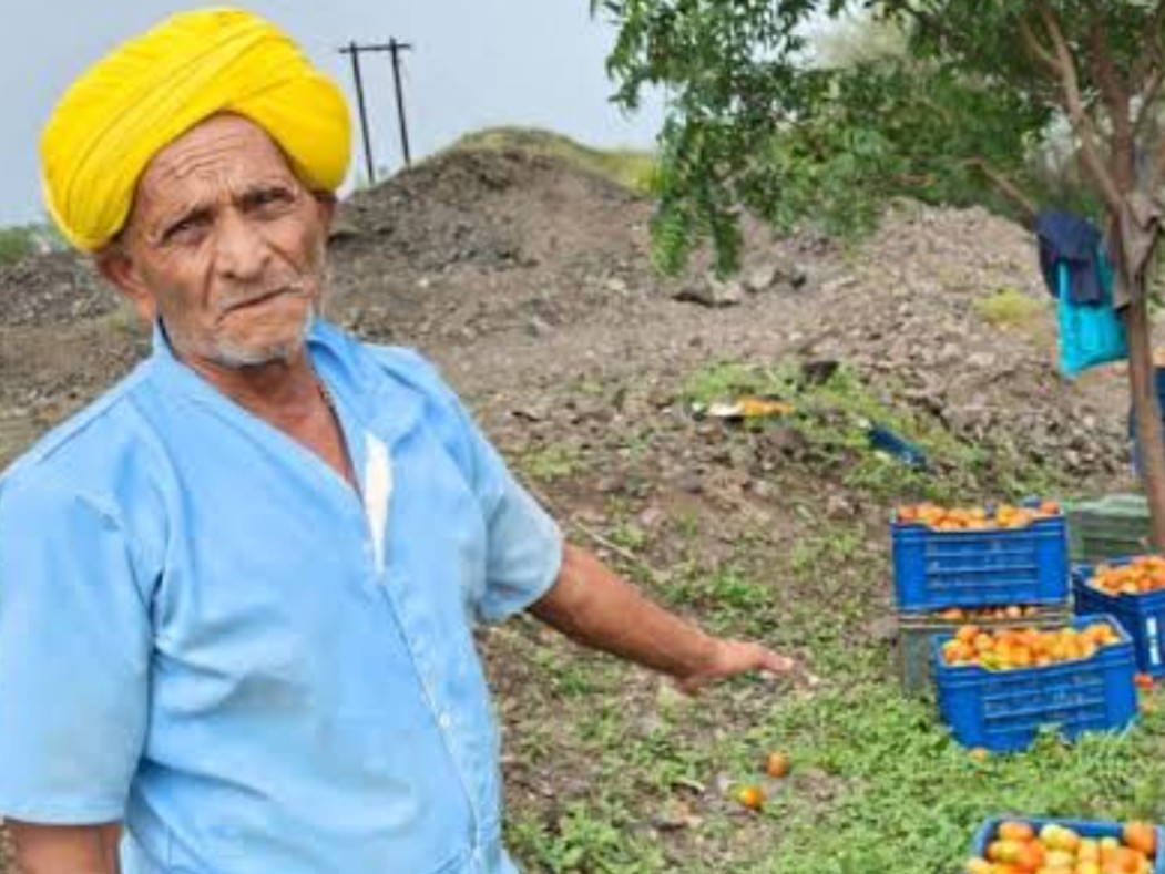 Tasiha Farmers Suffer Heavy Tomato Crop Loss Due to Unseasonal Rain ...