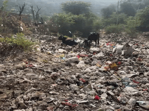 गुरुग्राम के मानेसर नगर निगम में सफाई एजेंसी द्वारा काम रोके जाने के बाद वार्ड-8 में जमा कूड़े का ढेर। - Dainik Bhaskar