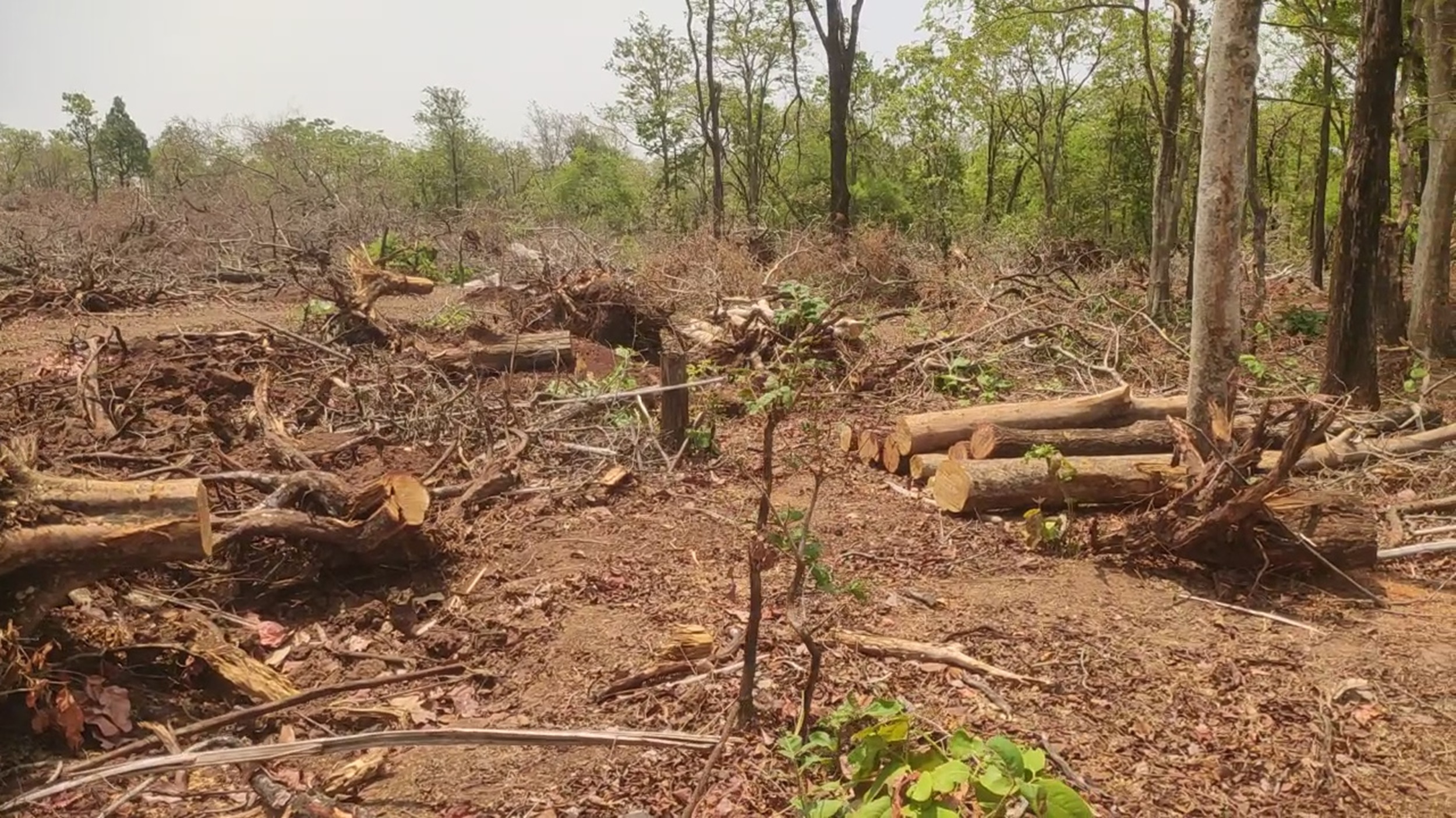 In Khamhardih, 3,000 precious trees were axed, wiping out the forest.