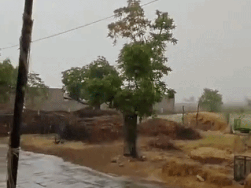 सिरसा जिले के रानिया क्षेत्र के गांव नथोर में बारिश। - Dainik Bhaskar