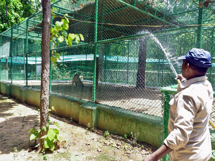 रांची के बिरसा मुंडा प्राणी उद्यान में शेर के बाड़े में पानी का छिड़काव किया गया