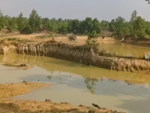 हाथी शावक की तालाब के दलदल में फंसने से मौत हो गई।