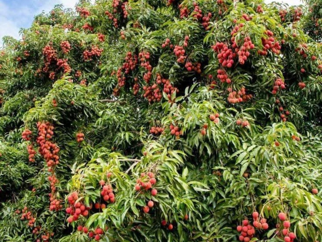 Navagachia Manraji Lychee Dubai-Oman Export | Farmers Happy