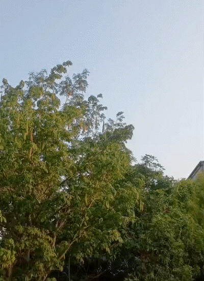 गढ़वा, पलामू और चतरा जिले को छोड़ दें तो राज्य के ज्यादातर हिस्सों में आंशिक बादल छाए रहेंगे।
