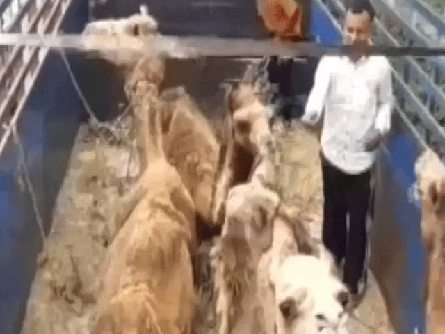 ऊँटों की तस्करी (फाइल फोटो)