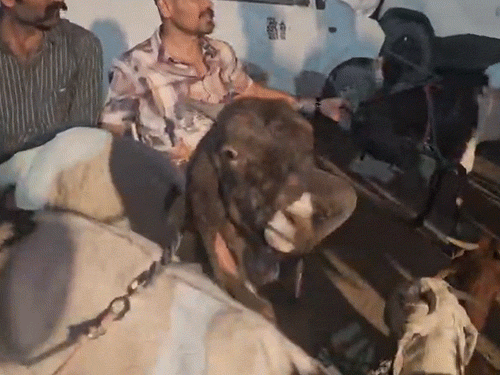 दुर्ग पुलिस के 2 जवानों ने दिल्ली के शाहीन बाग में बकरा बेचा।