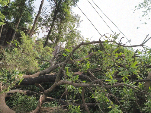 गोरखपुर में तेज हवाओं के साथ बारिश हुई। इससे कई जगहों पर पेड़ और बिजली के पोल उखड़ गए।