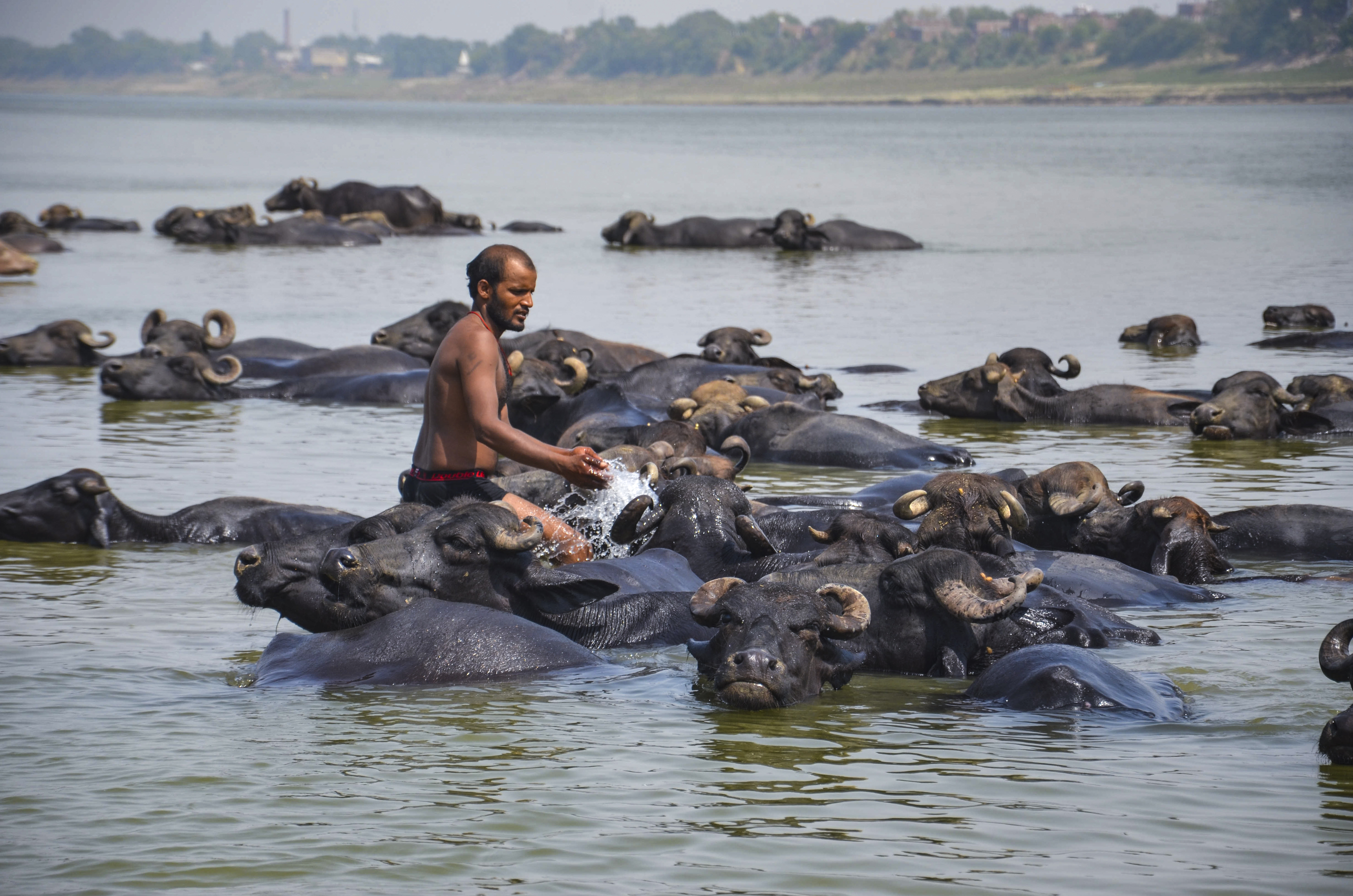 उत्तर प्रदेश के मिर्जापुर में बुधवार को अधिकतम तापमान 46°C रहा। यहां तालाब में जानवरों को नहलाता हुआ।