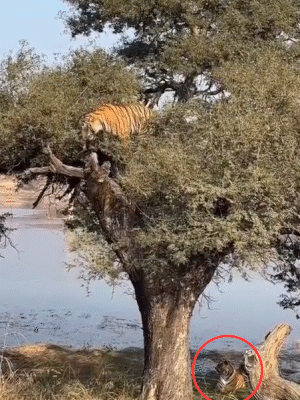 On the evening of January 13, the tiger was seen climbing a tree. Below, its mother Riddhi was sitting. According to wildlife experts, a tigress trains her cubs to hunt and survive in the jungle.