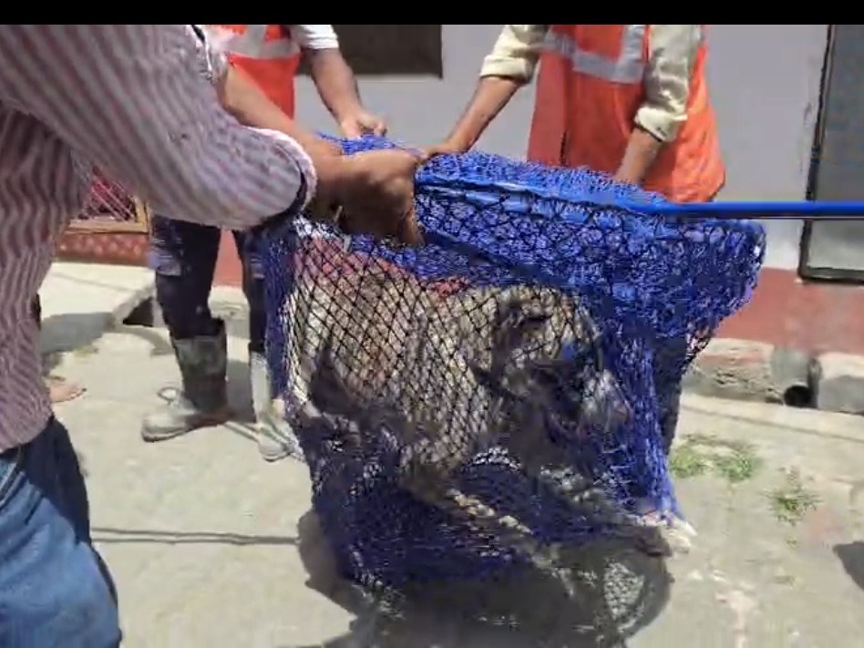 Curated visual reference: Fresh Look at Lakhimpur Kheri Dangerous Dog Simba Caught By Municipality Campaign