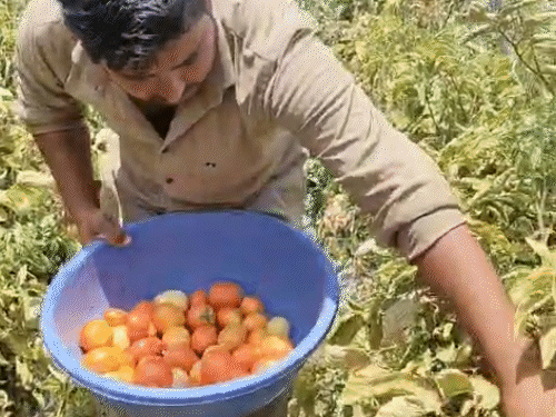 किसान अशोक भोई पांच साल से मॉडर्न खेती कर रहे हैं। रकबा बढ़ने के साथ मुनाफा भी बढ़ रहा है।