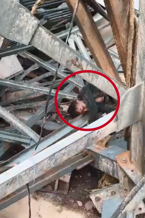 लोहे के पिलरों के बीच लोग इस तरह फंसे हुए थे कि निकालने में काफी मशक्कत करनी पड़ी।