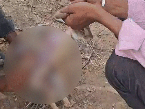 युवकों ने बताया कि एक दिन में 3-4 खगोश का शिकार कर लेते हैं।