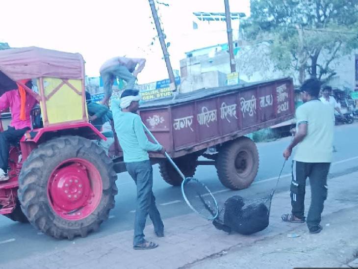 नगर पालिका ने शाम सात बजे खूंखार कुत्ते को पकड़ लिया।