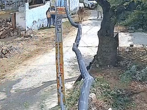सड़क पर दो सांड खड़े थे, इसी दौरान कार आ गई और ड्राइवर ने हॉर्न बजा दिया।