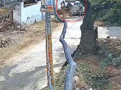 कार के हॉर्न सुनकर दोनों सांड भागने लगे और ANM को उठाकर पटक दिया, जिससे एएनएम की मौत हो गई।
