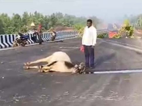रात में ट्रक ने सड़क पर बैठे मवेशियों को जोरदार टक्कर मार दी। - Dainik Bhaskar