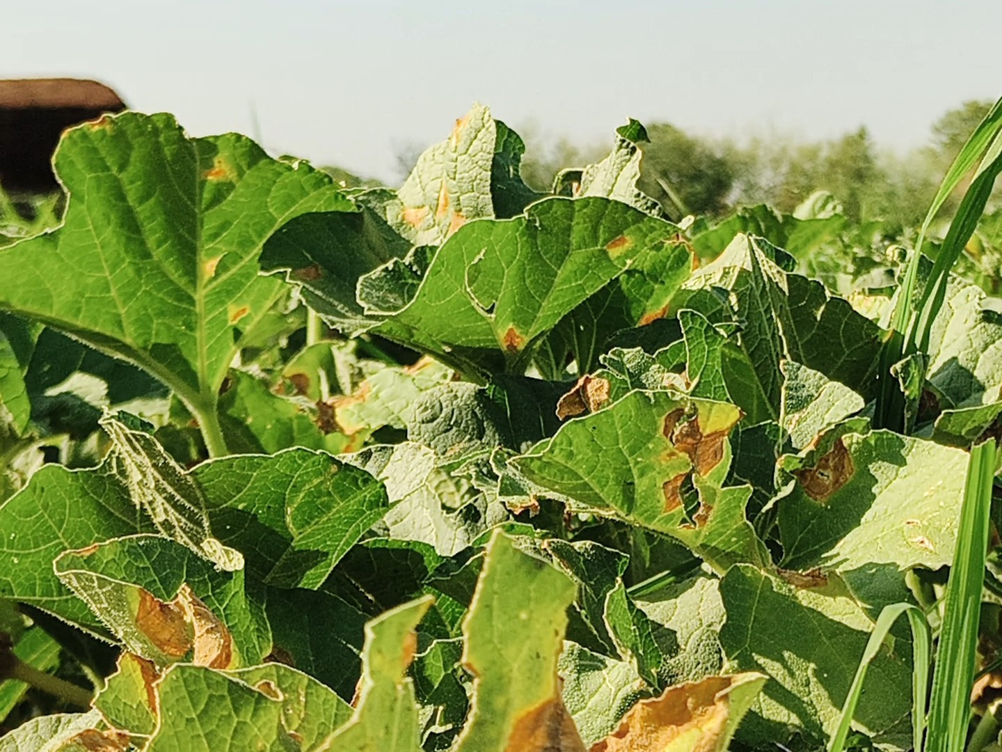 Aligarh Farmers Demand Compensation for Musk Melon Crop Damage | Rain ...