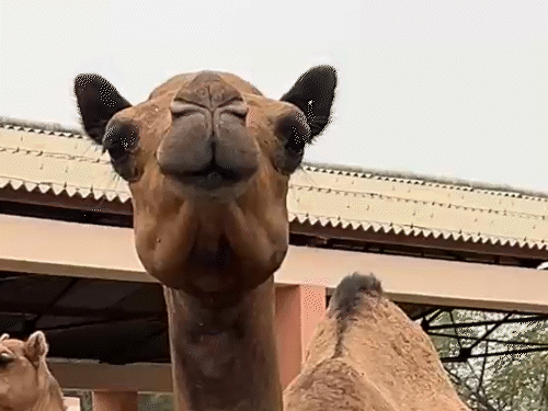 Sheds have been prepared at the National Camel Research Centre in Bikaner to protect camels from the heat.