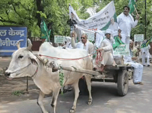 सोनीपत में कार्यकर्ता बैलगाड़ी पर सवार होकर मिनी सचिवालय पहुंचे। बैलगाड़ी पर महंगाई विरोधी पोस्टर और बैनर लगाए गए थे।