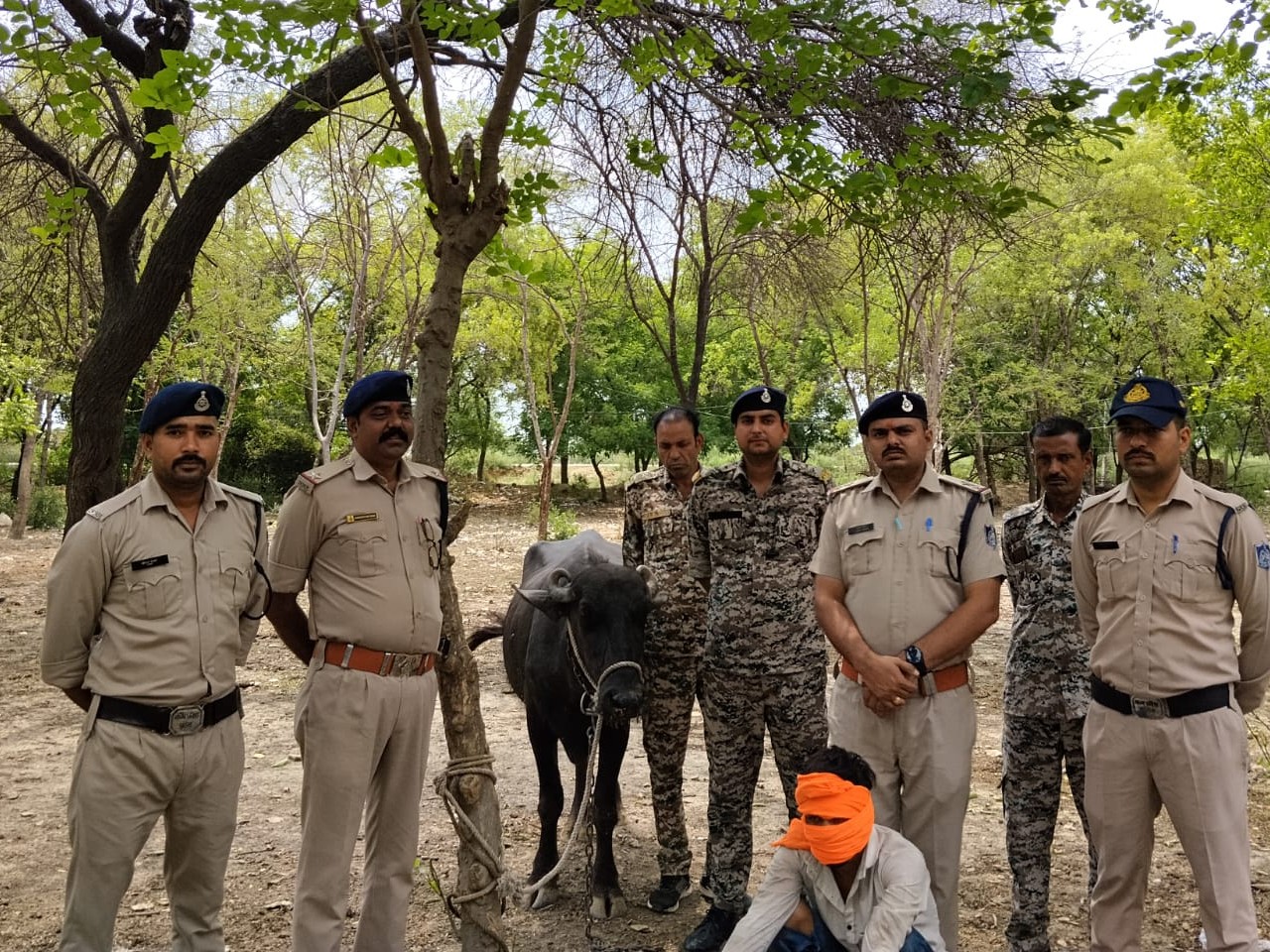 Buffalo Deal Linked to ₹5.5 Million Robbery: Close Friend Arrested in Morena