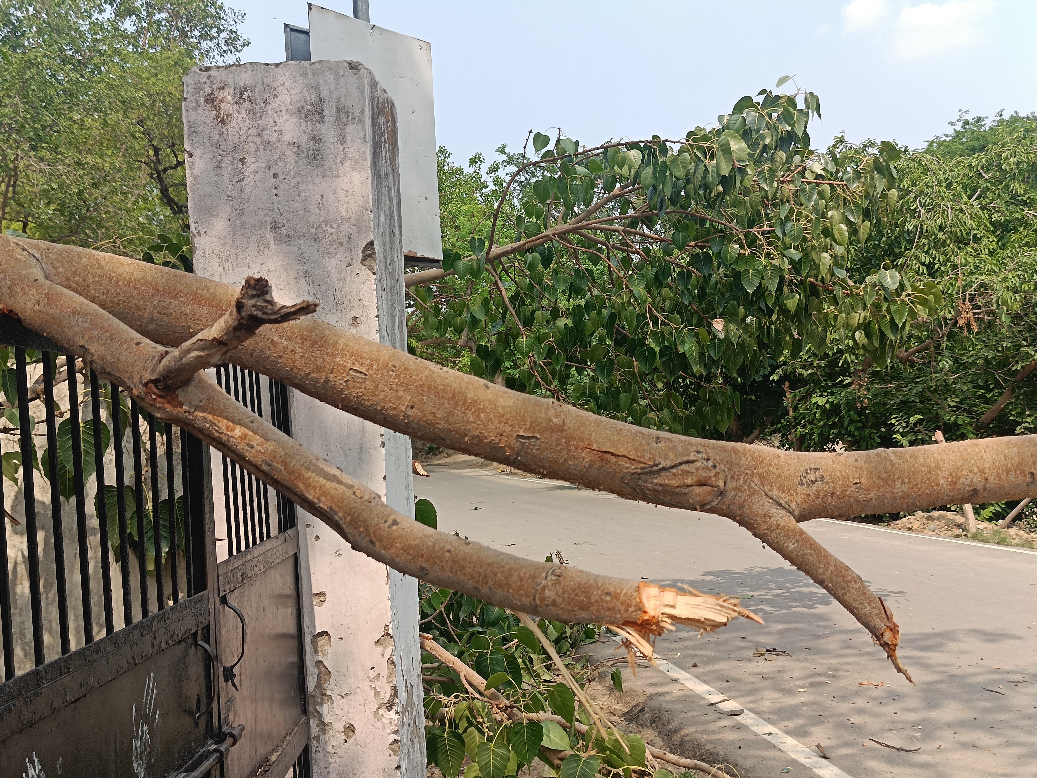 Tree Kada Kada Dham Accident: Peepal Tree Branch Falls Near Bal Vatika School ...