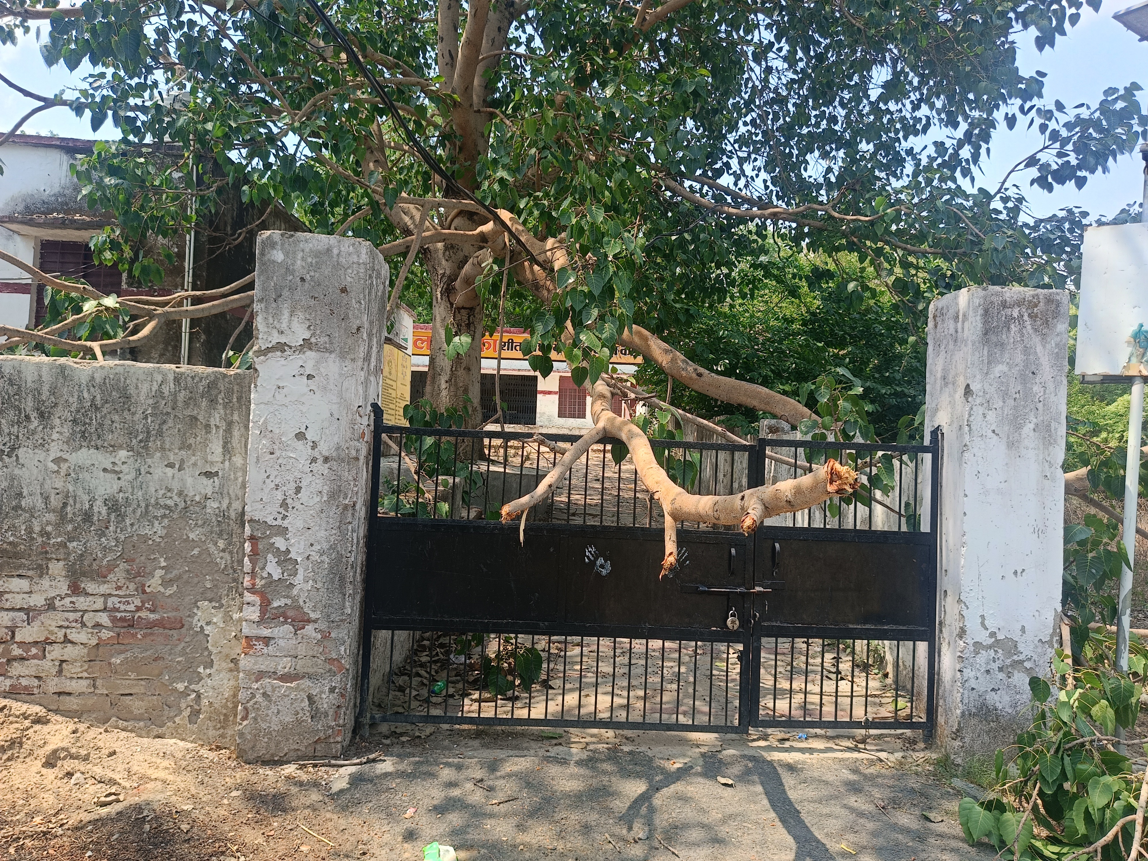 Tree Kada Kada Dham Accident: Peepal Tree Branch Falls Near Bal Vatika School ...