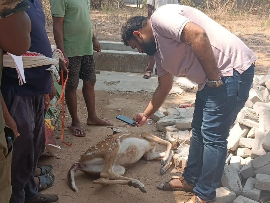 कुत्तों ने चीतल को करीब तीन किलोमीटर तक दौड़ाकर गंभीर रूप से घायल कर दिया था।