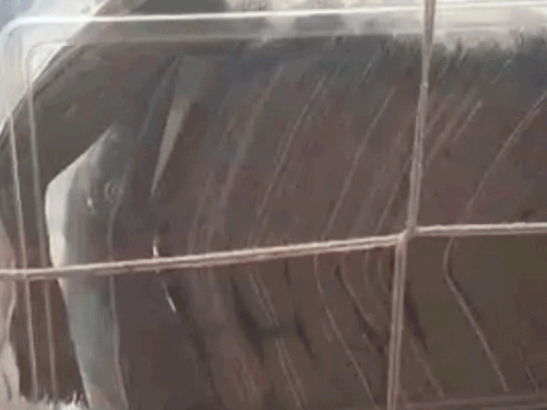 आरोपियों से बरामद किया गया कैश।