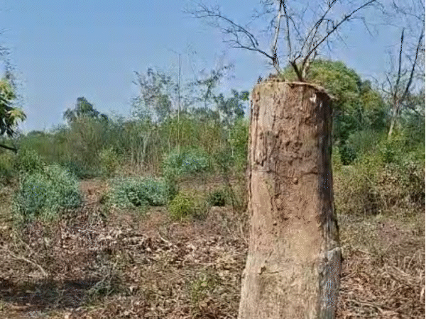 Jabalpur JNKVV Tree Scandal: 450 Trees Axed at Agricultural University Research Center