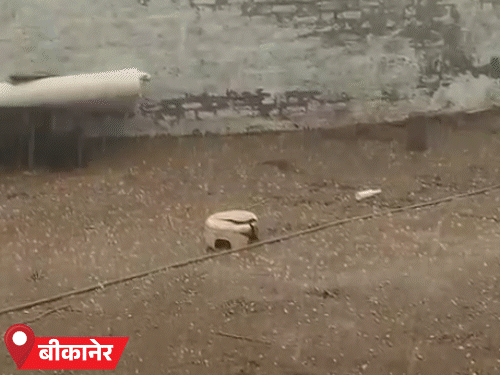 राजस्थान के बीकानेर में शनिवार दोपहर तेज बारिश के साथ ओले गिरे।