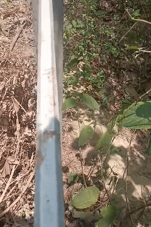 घटनास्थल पर सीमेंटेड बाउंड्री बनी है। इस पर खून के पुराने धब्बे मिले हैं।