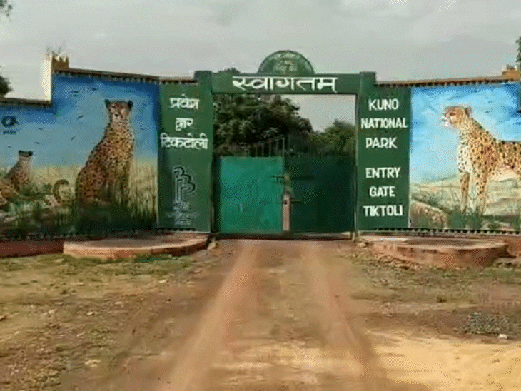 KGP11 की मृत्यु के बाद, कुनो राष्ट्रीय उद्यान में 49 चीते बचे हैं।