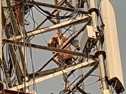 पत्नी के गुम होने पर पुलिस की ओर से कार्रवाई नहीं की गई। इससे परेशान होकर व्यक्ति टावर पर चढ़ा था।