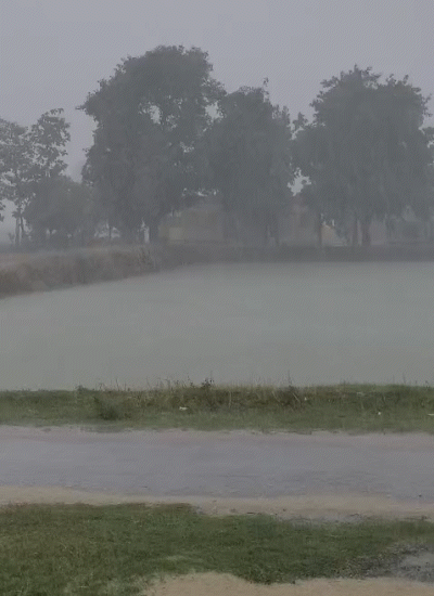जोरदार बारिश से महाराजगंज में खेतों में पानी भर गया।