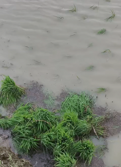 महाराजगंज के किसानों का कहना है कि बारिश धान की रोपाई के लिए फायदेमंद है।