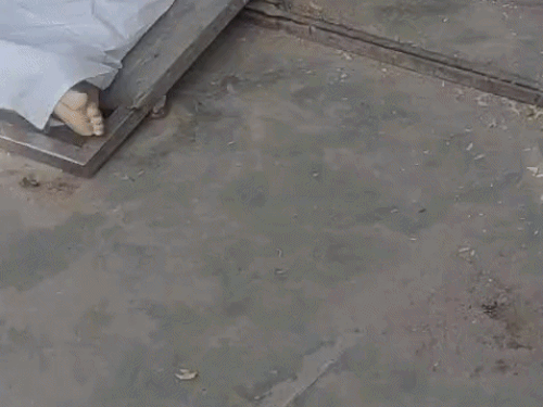 शव के पास घूमता गिरगिट।