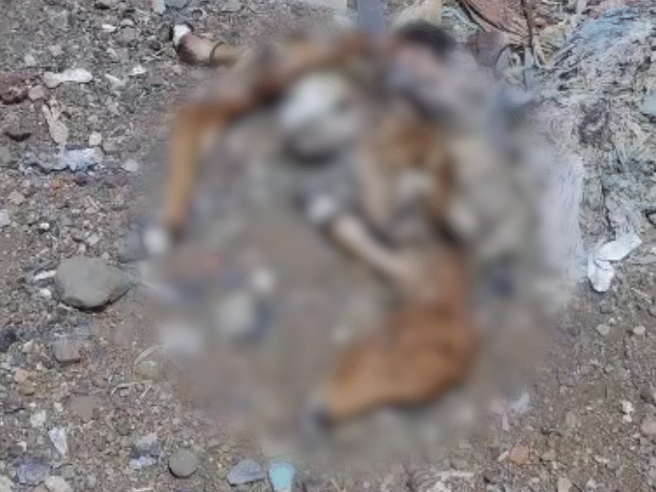 कुत्तों ने गाय के शव को इस तरह से नोंच डाला कि उसका आधा कंकाल दिखाई देने लगा